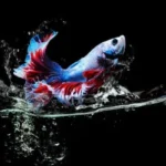 Do Betta Fish Jump Out of Their Tanks