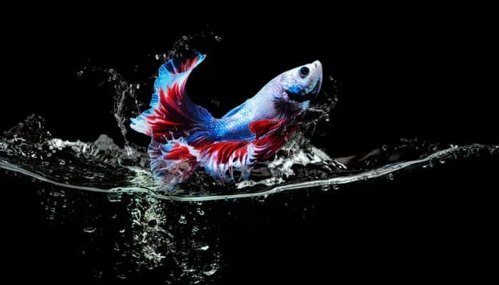 Do Betta Fish Jump Out of Their Tanks