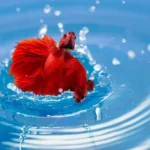 Is It Normal for Betta Fish to Jump
