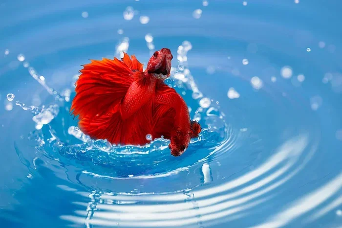 Is It Normal for Betta Fish to Jump