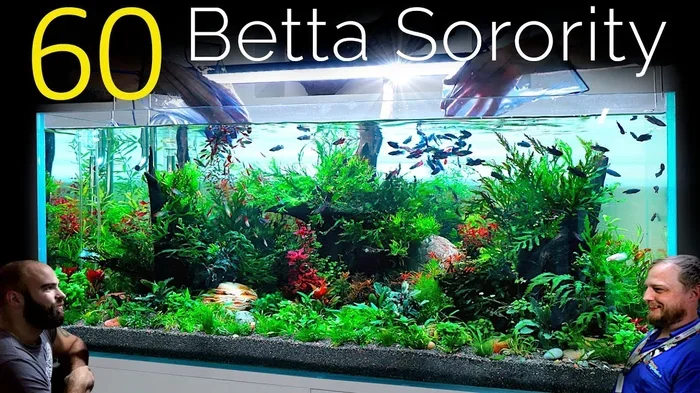 Is a 55 Gallon Tank Good for a Betta Fish