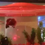 How to Use the Laser with Your Betta Fish