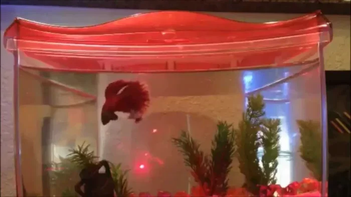 How to Use the Laser with Your Betta Fish
