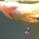 How Do Female Betta Fish Have Babies