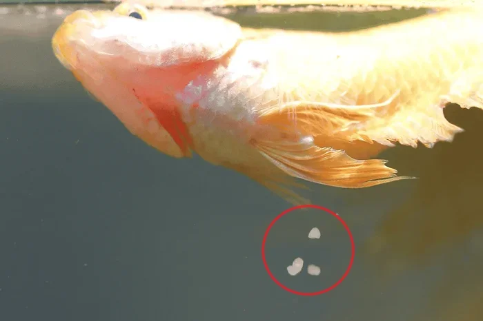 How Do Female Betta Fish Have Babies