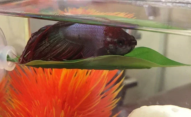 How to Teach a Betta Fish to Use Leaf Hammock
