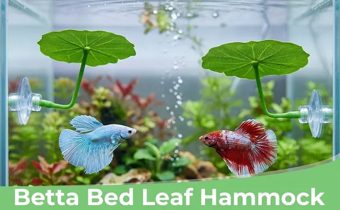 Do Betta Fish Need a Leaf Hammock for Comfort and Rest