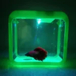 Is Led Spotlight Bad for Betta Fish