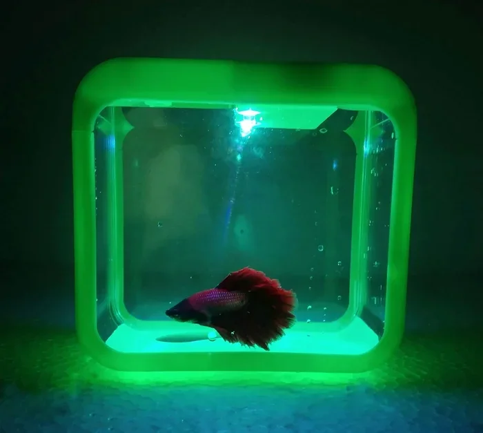 Are Betta Fish Ok with Led Lights