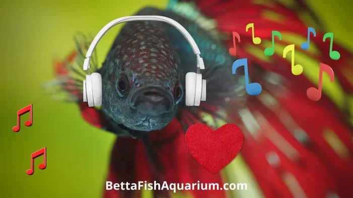 Do Betta Fish Like Music Best Sounds for Happy Fish