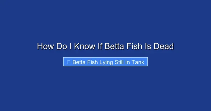 How Do I Know If Betta Fish Is Dead