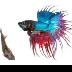 How to Tell What Gender a Betta Fish Is