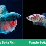 Can Betta Fish Change Gender