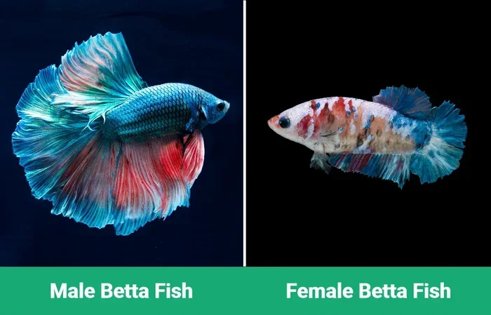 Can Betta Fish Change Gender