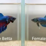 How to Sex Your Betta Fish