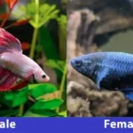 How to Tell Betta Fish