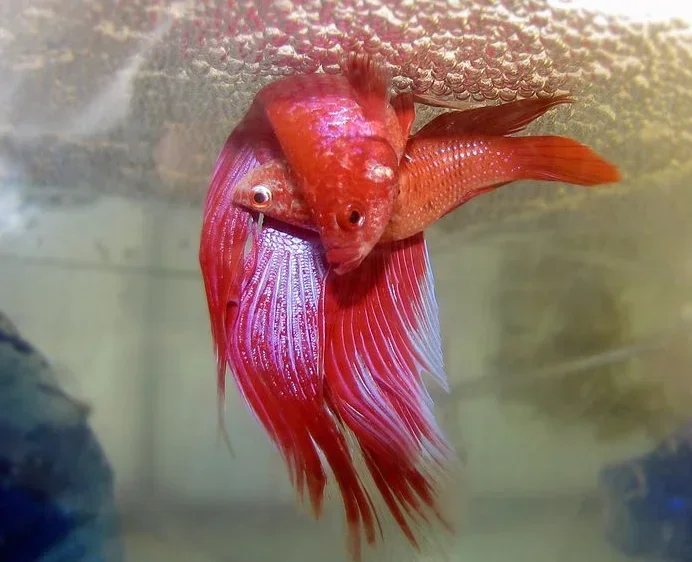 How Do You Know When Betta Fish Are Mating