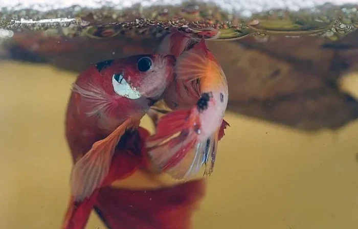 How Long Does It Take to Mate Betta Fish
