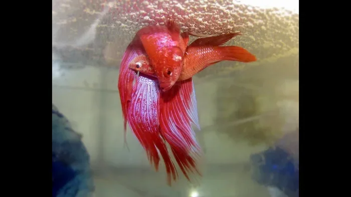 How to Mate Male and Female Betta Fish