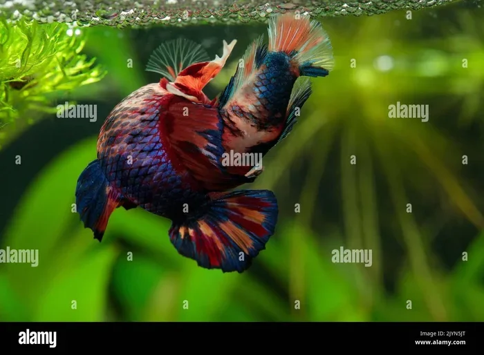 How to Mate My Betta Fish