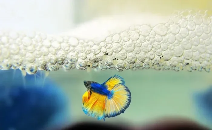 How to Mate Your Betta Fish