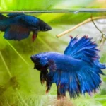 How to Mating Betta Fish