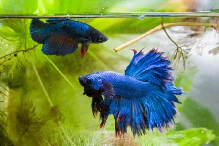 How to Mating Betta Fish