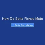 How Do Betta Fishes Mate