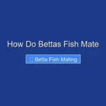 How Do Bettas Fish Mate