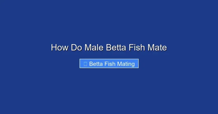 How Do Male Betta Fish Mate