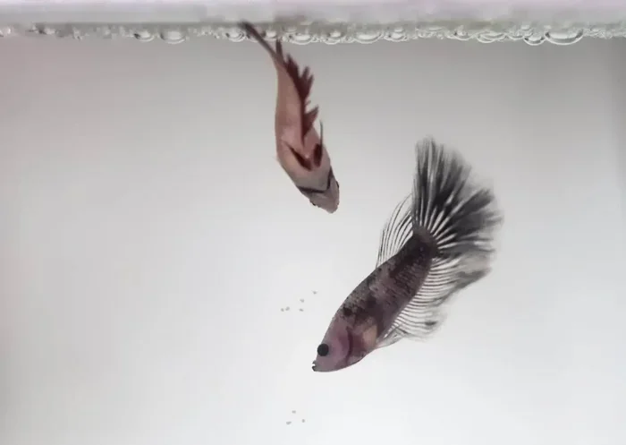 How Do Betta Fish Mate If They Hate Each Other