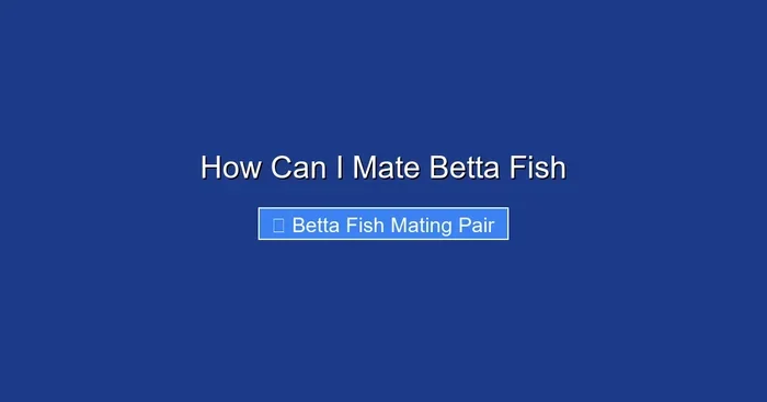 How Can I Mate Betta Fish