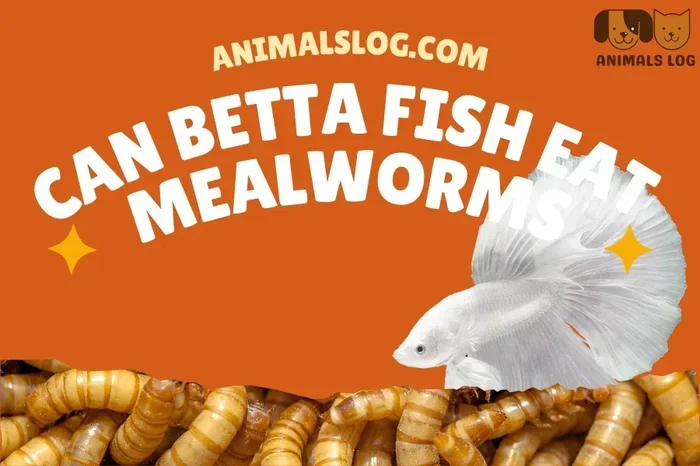 Do Betta Fish Eat Mealworms