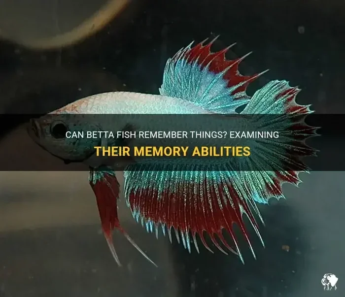 How Long Do Betta Fish Remember