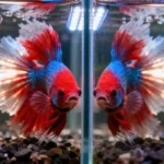 Should I Put a Mirror in Front of Betta Fish