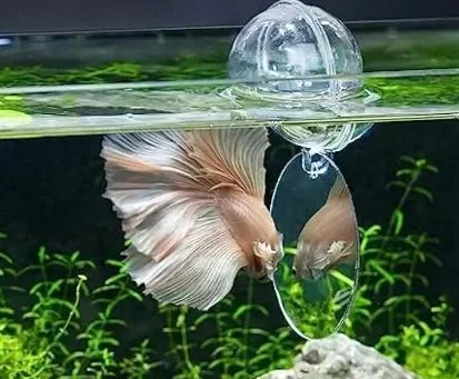 Should I Leave a Mirror in a Betta Fish Tank