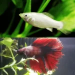 Do Betta Fish and Molly Get Along Full Compatibility Guide