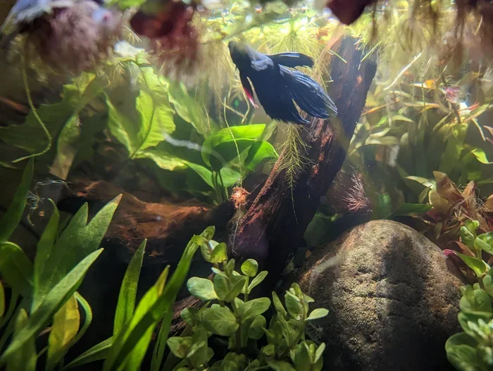 How Can I Wake Betta Fish