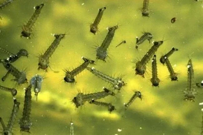 Do Betta Fish Eat Mosquito Larvae