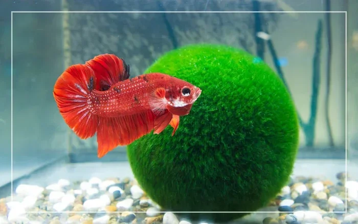 can you put a moss ball with a betta fish tank setup