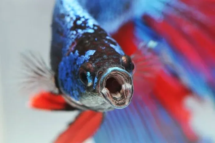 Do Betta Fish Have Tongues