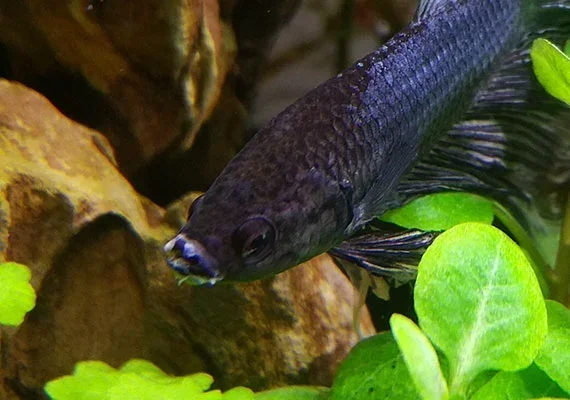 How to Treat Mouth Fungus on Betta Fish