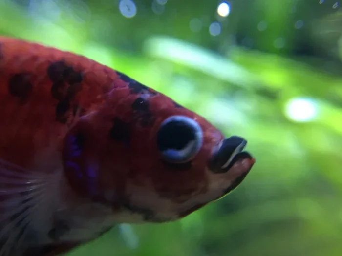 What Causes Betta Fish Mouth Rot