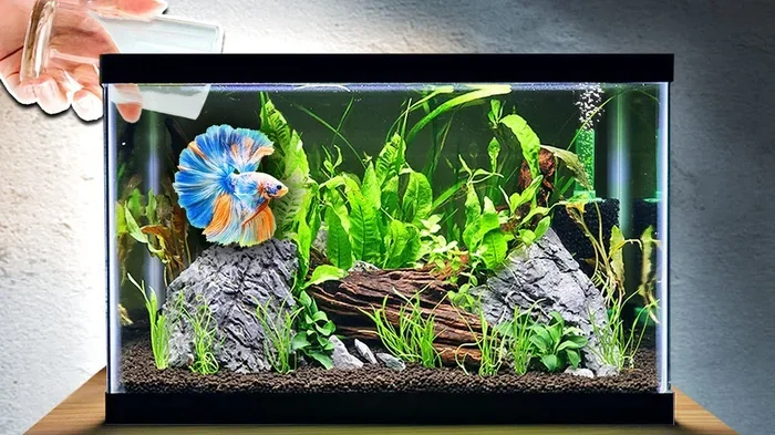 How to Put Betta Fish into Tank