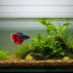 How to Properly Transfer Betta Fish