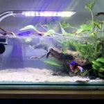 How to Put a Betta Fish into a Tank