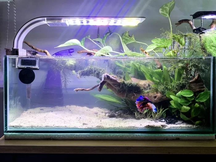 How to Put a Betta Fish into a Tank