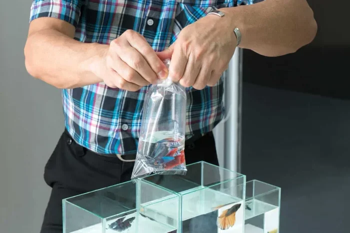 How to Transfer a Betta Fish to a New Tank