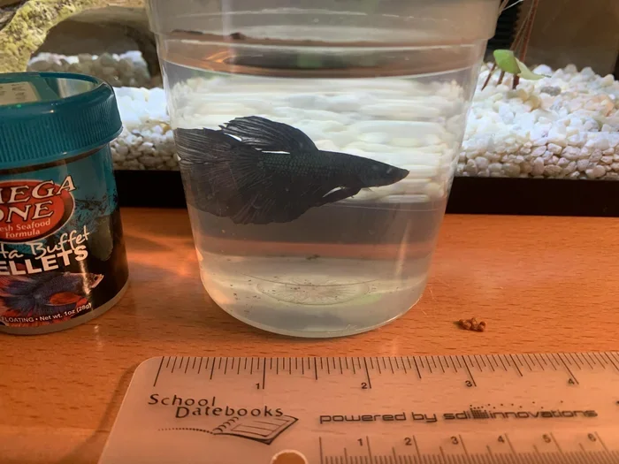 How Many Inches Is a Betta Fish