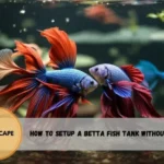 Can a Betta Fish Survive Without a Filter